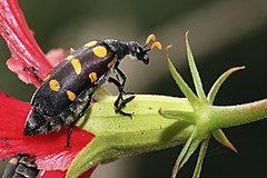 False stag beetle