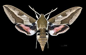 ♂ face dorsale - (coll.MHNT)