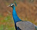 Indian Peacock (Pavo cristatus) near Hodal I Picture 2167.jpg