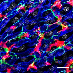 Interakce mezi Kupfferovými buňkami, Stellate buňkami a endoteliálními buňkami.jpg