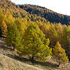 Lärche Larix decidua im Herbstkleid