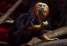 Lion tamarin.jpg