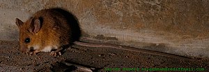 아시아긴꼬리나무타기쥐