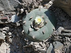 Lophophora diffusa