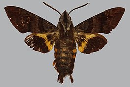 Macroglossum augarra