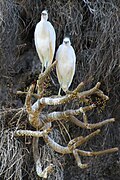 Madagaskarzilverreiger (Egretta dimorpha)