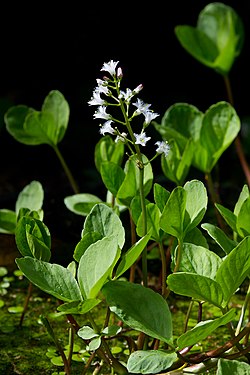 MenyanthesTrifoliata6.jpg