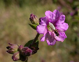 Kaliforninė dyvinutė (Mirabilis californica)