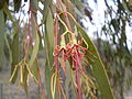 Mistletoe flower (3214513795).jpg