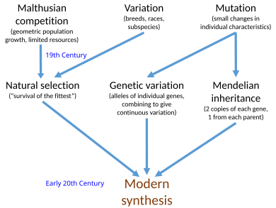 Several major ideas about evolution came together in the population genetics of the early 20th century to form the so-called modern synthesis, including genetic variation, natural selection, and particulate (Mendelian) inheritance. This was at the time called neo-Darwinism. Modern Synthesis.svg