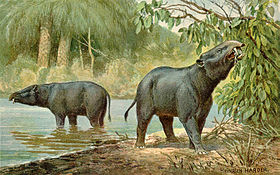 Moeritherium.sp