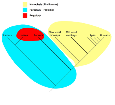 分岐図の一例。霊長類のクレード概念図。黄色（単系統群のクレード：サルまたはサル目）、青色（側系統群の原猿、赤色部分を含む）、赤色（多系統群の夜行性の霊長類 - ロリス科とメガネザル科）