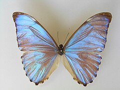 黎明闪蝶 Morpho aurora