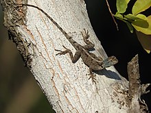 A small brown lizard with black dorsal markings and a blue flush around the neck, rests on a tree branch, facing downwards.