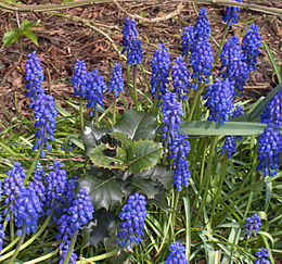 Muscari botryoides