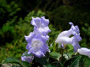 Neelakurinji (Strobilanthes Kunthiana)