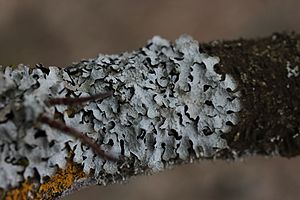 Hraufuskóf (Parmelia sulcata) á grein.