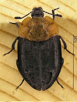 Oiceoptoma thoracicum dors0.jpg