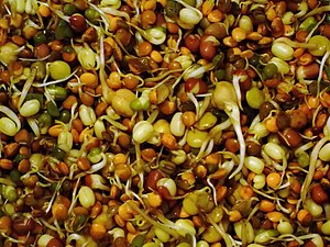 Mixed organic bean sprouts
