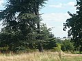 Vista del "château de Versailles" desde el arboreto