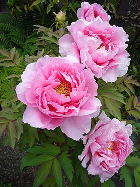 Paeonia suffruticosa