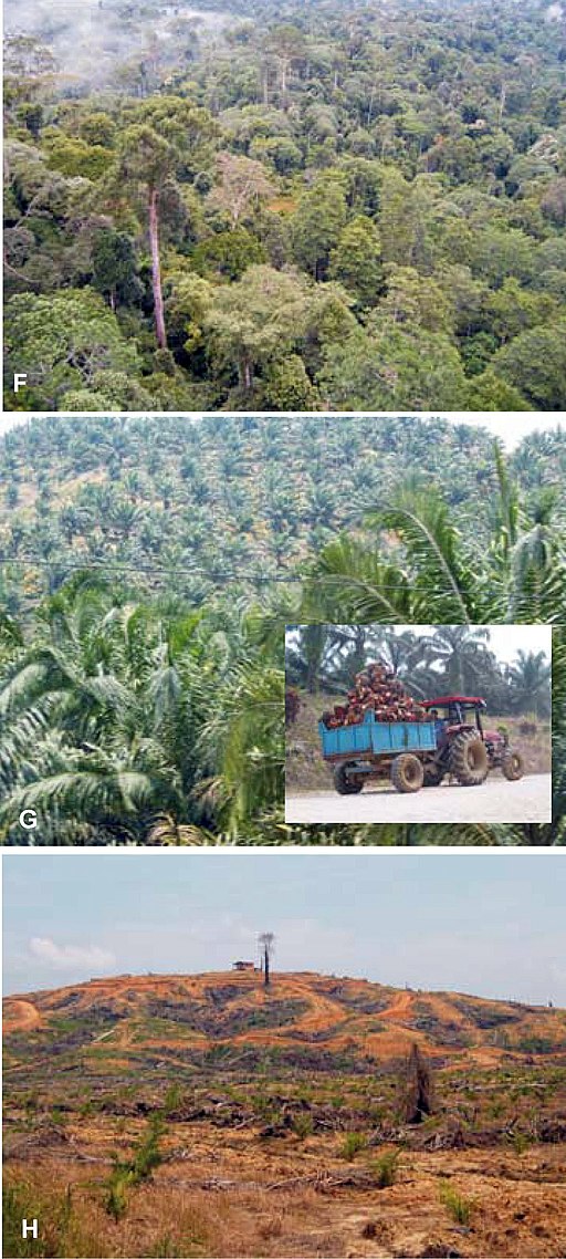 Borneo forest destroy for biofuel crop