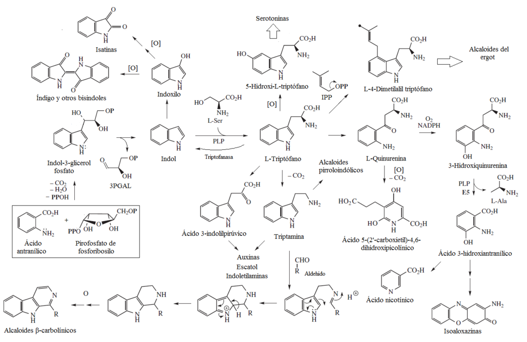 Rutas del triptófano