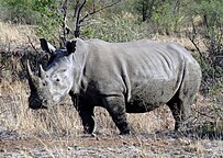 Ceratotherium simum simum