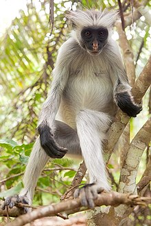 Piliocolobus kirkii 7.jpg