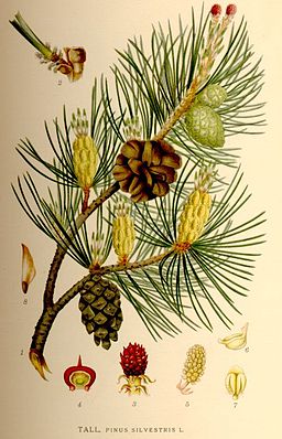 Pinus silvestris nf