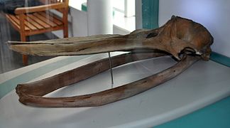 Crâne fossile de Piscobalaena nana