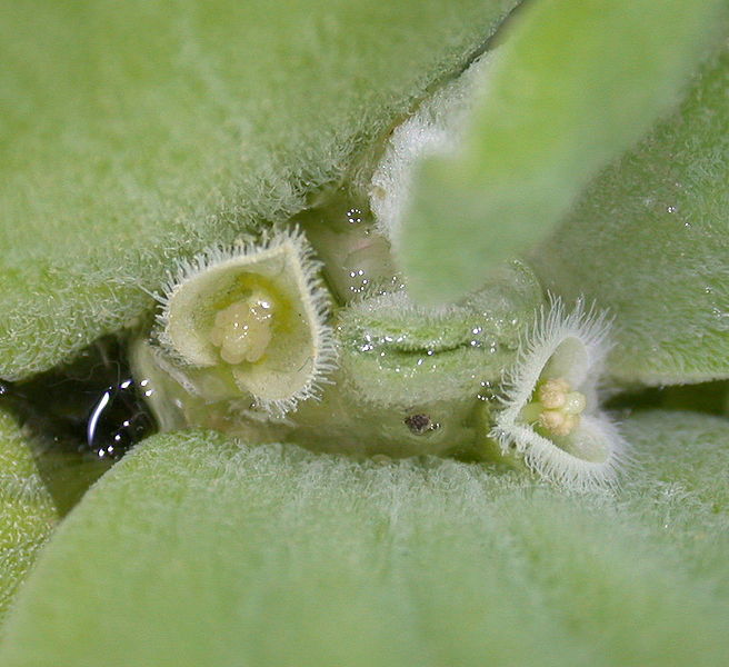 amorphophallus titanum araceae. aquatic in Araceae) under