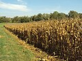 polja kukuruza