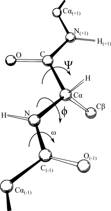 The backbone dihedral angles are included in the molecular model of a protein. Protein backbone PhiPsiOmega drawing.svg