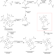 Protoporphyrin IX Biosynthetic pathway