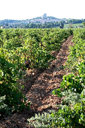 Vineyard in the French wine region of the sout...