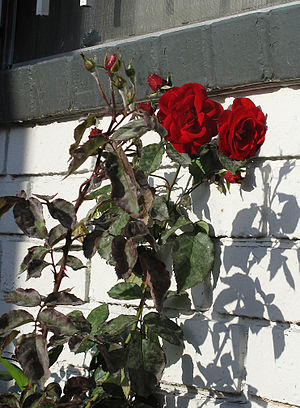 English: Dark red roses