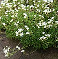 Saxifraga vayredana