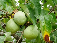 Frucht am Baum