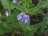 Blauw glidkruid (Scutellaria galericulata)