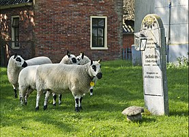 Schapen bij een graf