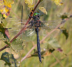 Somatochlora arctica – Männchen