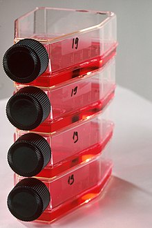 Flasks containing tissue culture growth medium which provides nourishment for the growing of cells. Tissue culture vials nci-vol-2142-300.jpg