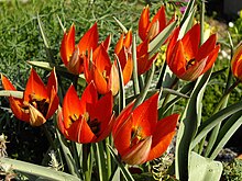 Group of T orphanidea flowers