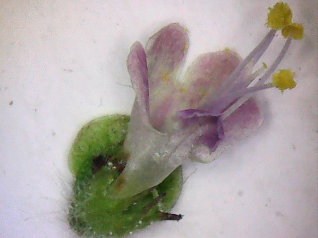 চিত্র:Tulshi (Ocimum tenuiflorum) unitary flower- magnified view.jpg