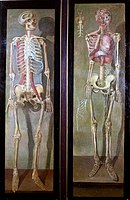 Squelettes, homme et femme