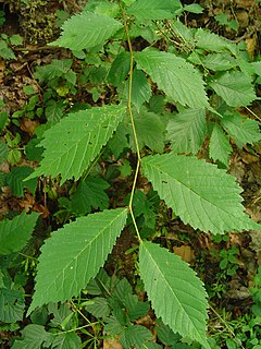 Ulmus glabra - 1.jpg