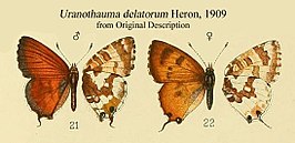 Uranothauma delatorum