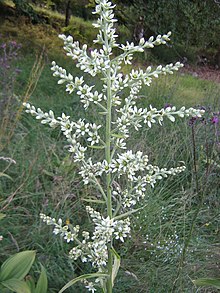 Veratrum album Aubrac.JPG