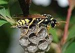 Miniatura para Polistes gallicus